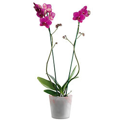 Pink Orchid in an elegant container