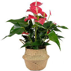 Anthurium rouge