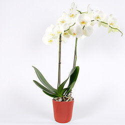 Orchidée blanche et pot