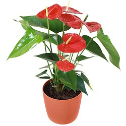 Anthurium rouge