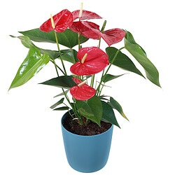 Anthurium rouge