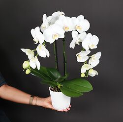 White Orchid 